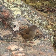 Sericornis humilis at Coles Bay, TAS - 24 Sep 2022 01:51 PM