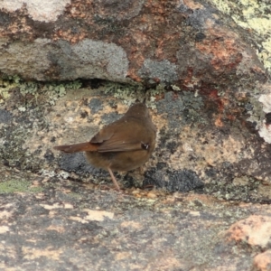 Sericornis humilis at Coles Bay, TAS - 24 Sep 2022 01:51 PM