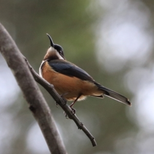 Acanthorhynchus tenuirostris at Robigana, TAS - 25 Sep 2022