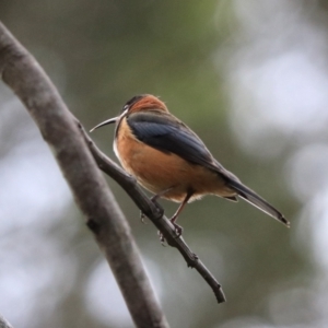 Acanthorhynchus tenuirostris at Robigana, TAS - 25 Sep 2022