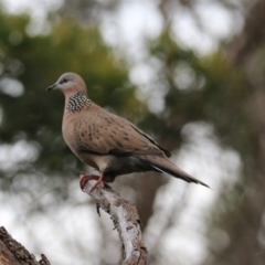 Streptopelia chinensis (Spotted Dove) at Robigana, TAS - 25 Sep 2022 by Rixon