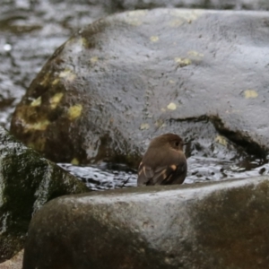 Petroica rodinogaster at Liffey, TAS - 25 Sep 2022