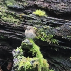 Petroica rodinogaster at Liffey, TAS - 25 Sep 2022