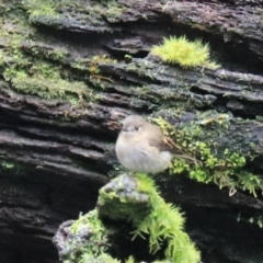 Petroica rodinogaster at Liffey, TAS - 25 Sep 2022