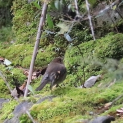 Petroica rodinogaster at Liffey, TAS - 25 Sep 2022