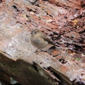 Petroica rodinogaster at Liffey, TAS - 25 Sep 2022