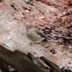 Petroica rodinogaster at Liffey, TAS - 25 Sep 2022