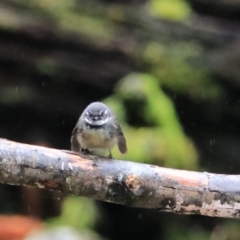 Rhipidura albiscapa (Grey Fantail) at Liffey, TAS - 25 Sep 2022 by Rixon