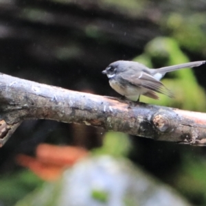 Rhipidura albiscapa at Liffey, TAS - 25 Sep 2022