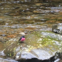 Petroica rodinogaster (Pink Robin) at Liffey, TAS - 25 Sep 2022 by Rixon