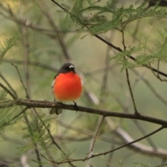 Petroica phoenicea (Flame Robin) at Liffey, TAS - 25 Sep 2022 by Rixon