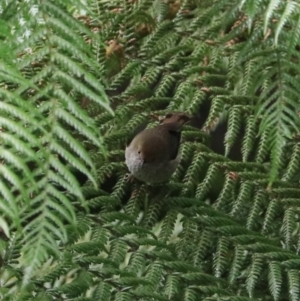 Acanthiza ewingii at Liffey, TAS - 25 Sep 2022