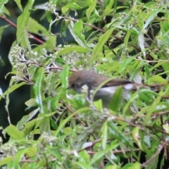 Acanthiza ewingii at Liffey, TAS - 25 Sep 2022