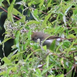 Acanthiza ewingii at Liffey, TAS - 25 Sep 2022