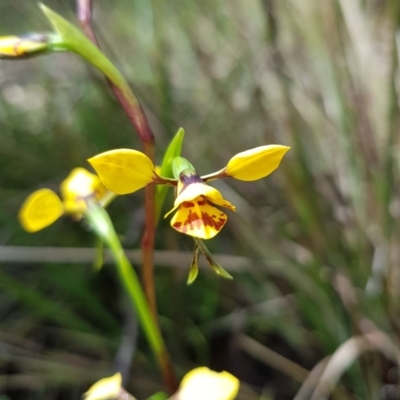 Diuris nigromontana (Black Mountain Leopard Orchid) at Black Mountain - 8 Oct 2022 by HappyWanderer