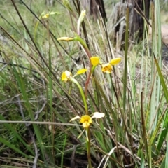 Diuris nigromontana at Aranda, ACT - suppressed