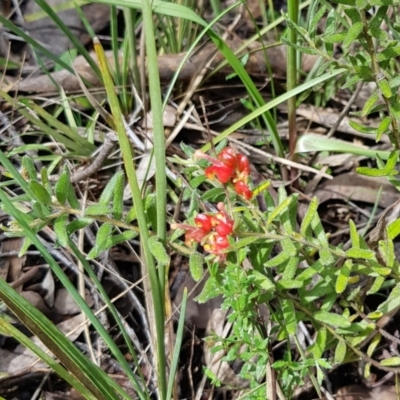 Grevillea alpina (Mountain Grevillea / Cat's Claws Grevillea) at Aranda, ACT - 8 Oct 2022 by HappyWanderer