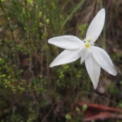 Glossodia major (Wax Lip Orchid) at Black Mountain - 8 Oct 2022 by Bubbles