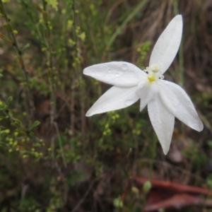 Glossodia major at Molonglo Valley, ACT - 8 Oct 2022