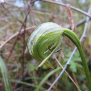 Pterostylis nutans at Aranda, ACT - suppressed