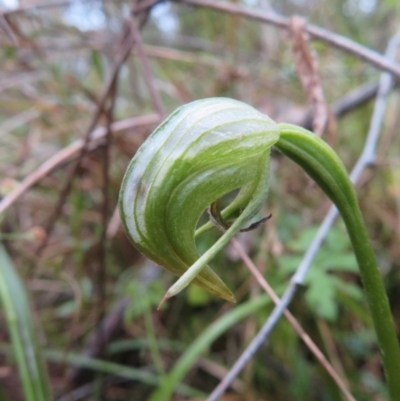 Pterostylis nutans (Nodding Greenhood) at Aranda, ACT - 8 Oct 2022 by Bubbles