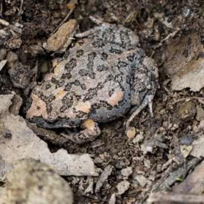 Uperoleia laevigata (Smooth Toadlet) at Wamboin, NSW - 4 Oct 2022 by AlisonMilton