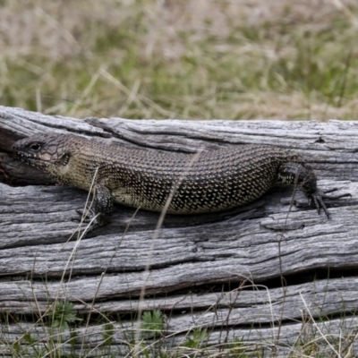 Egernia cunninghami (Cunningham's Skink) at QPRC LGA - 4 Oct 2022 by AlisonMilton