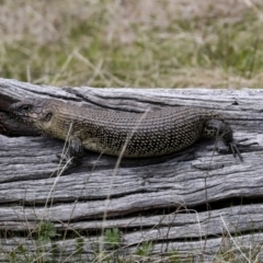Egernia cunninghami (Cunningham's Skink) at Wamboin, NSW - 4 Oct 2022 by AlisonMilton