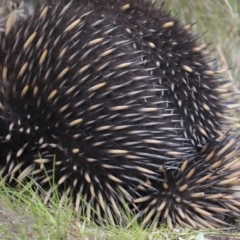 Tachyglossus aculeatus (Short-beaked Echidna) at QPRC LGA - 4 Oct 2022 by AlisonMilton