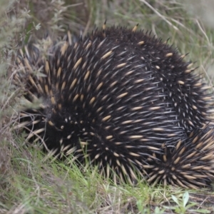 Tachyglossus aculeatus at Wamboin, NSW - 4 Oct 2022