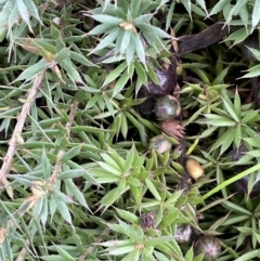 Astroloma humifusum (Cranberry Heath) at Red Hill Nature Reserve - 8 Oct 2022 by JaneR