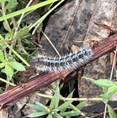 Anthela (genus) immature (Unidentified Anthelid Moth) at Garran, ACT - 8 Oct 2022 by JaneR