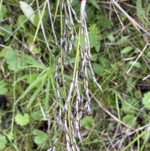 Lepidosperma laterale at Garran, ACT - 8 Oct 2022