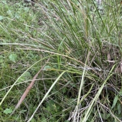 Lepidosperma laterale at Garran, ACT - 8 Oct 2022