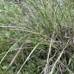 Lepidosperma laterale at Garran, ACT - 8 Oct 2022