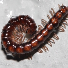 Paradoxosomatidae sp. (family) (Millipede) at Acton, ACT - 6 Oct 2022 by TimL