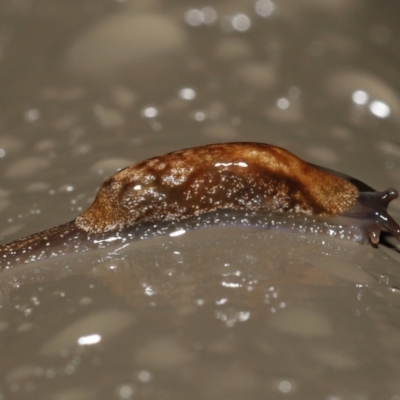 Cystopelta astra (Snowy Mountains Humpback Slug) at ANBG - 5 Oct 2022 by TimL