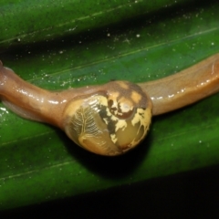 Mysticarion porrectus (Golden Semi-slug) at Acton, ACT - 4 Oct 2022 by TimL