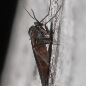 Sciaridae sp. (family) at Acton, ACT - 5 Oct 2022