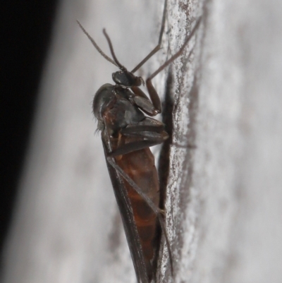 Sciaridae sp. (family) (Black fungus gnat) at Acton, ACT - 5 Oct 2022 by TimL