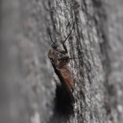 Sciaridae sp. (family) at Acton, ACT - 5 Oct 2022