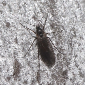 Sciaridae sp. (family) at Acton, ACT - 5 Oct 2022 12:04 PM