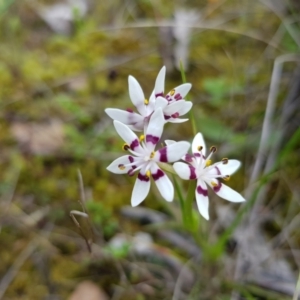 Wurmbea dioica subsp. dioica at Molonglo Valley, ACT - 8 Oct 2022 12:00 PM