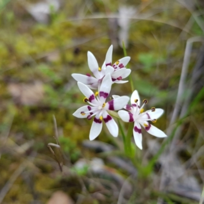 Wurmbea dioica subsp. dioica (Early Nancy) at Black Mountain - 8 Oct 2022 by MatthewFrawley