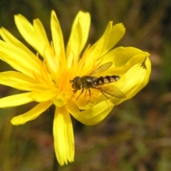 Melangyna viridiceps (Hover fly) at Black Mountain - 8 Oct 2022 by MatthewFrawley