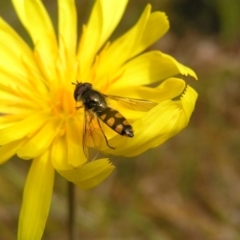 Melangyna viridiceps at Molonglo Valley, ACT - 8 Oct 2022 12:05 PM