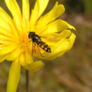 Melangyna viridiceps at Molonglo Valley, ACT - 8 Oct 2022 12:05 PM