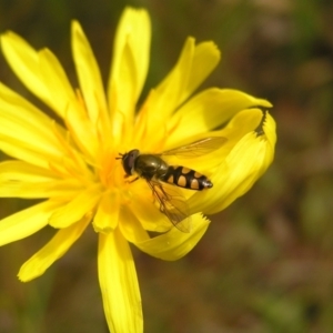 Melangyna viridiceps at Molonglo Valley, ACT - 8 Oct 2022 12:05 PM