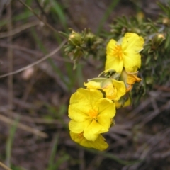 Hibbertia calycina (Lesser Guinea-flower) at Black Mountain - 8 Oct 2022 by MatthewFrawley