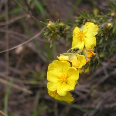 Hibbertia calycina (Lesser Guinea-flower) at Molonglo Valley, ACT - 8 Oct 2022 by MatthewFrawley